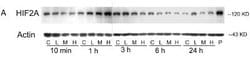 HIF-2 alpha/EPAS1 Antibody (ep190b) - Azide and BSA Free, Novus Biologicals