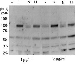 HIF-2 alpha/EPAS1 Antibody (ep190b) - Azide and BSA Free, Novus Biologicals