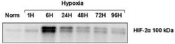 HIF-2 alpha/EPAS1 Antibody (ep190b) - Azide and BSA Free, Novus Biologicals