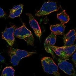 HIGD1B Rabbit anti-Human, Polyclonal, Novus Biologicals 100 &mu;g; Unconjugated:Antibodies,