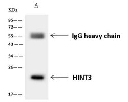 HINT3 Antibody, Novus Biologicals 50 &mu;g, Unconjugated:Antibodies, Polyclonal