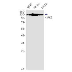 HIPK2 Antibody (S06-5G2), Novus Biologicals:Antibodies:Primary Antibodies
