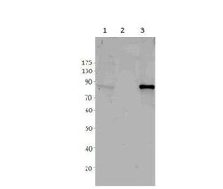 HIPK4 Antibody, Novus Biologicals 100 &mu;g | Buy Online | Novus Biologicals | Fisher Scientific