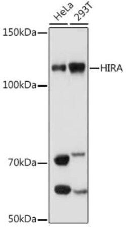 HIRA Rabbit anti-Human, Clone: 6Q7Y6, Novus Biologicals:Antibodies:Primary