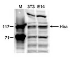 HIRA Rabbit anti-Mouse, Polyclonal, Novus Biologicals:Antibodies:Primary
