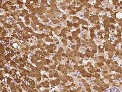 HISPPD1 Antibody, Novus Biologicals 50 &mu;g, Unconjugated:Antibodies,