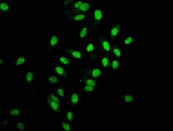 HIST1H2AB Antibody (1H12), Novus Biologicals 100 &mu;g; Unconjugated:Antibodies,