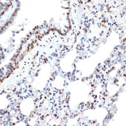 HIST1H2AB Rabbit anti-Human, Mouse, Rat, Clone: 1P5B6, Novus Biologicals:Antibodies:Primary