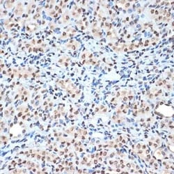 HIST1H2AB Rabbit anti-Human, Mouse, Rat, Clone: 1P5B6, Novus Biologicals:Antibodies:Primary