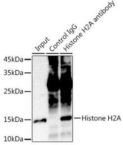HIST1H2AB Rabbit anti-Human, Mouse, Rat, Clone: 1P5B6, Novus Biologicals:Antibodies:Primary