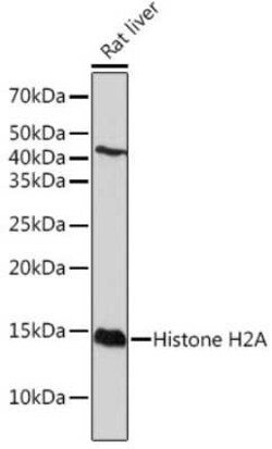 HIST1H2AB Rabbit anti-Human, Mouse, Rat, Clone: 1P5B6, Novus Biologicals:Antibodies:Primary