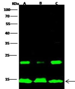 HIST1H2AB Antibody, Novus Biologicals:Antibodies:Primary Antibodies