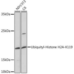 HIST1H2AB Rabbit anti-Human, Mouse, Rat, Polyclonal, Novus Biologicals 100 &mu;g | Buy Online | Novus Biologicals | Fisher Scientific