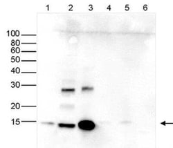 HIST1H2AD Antibody, Novus Biologicals 25 &mu;g; Unconjugated:Antibodies,
