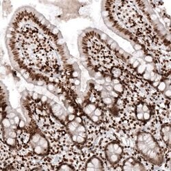 HIST1H2AG Antibody (CL5039), Novus Biologicals 100&mu;L:Antibodies, Monoclonal