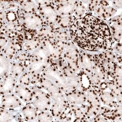 HIST1H2AG Antibody (CL5039), Novus Biologicals 100&mu;L:Antibodies, Monoclonal