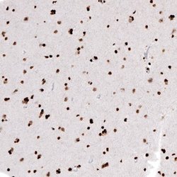 HIST1H2AG Antibody (CL5039), Novus Biologicals 100&mu;L:Antibodies, Monoclonal