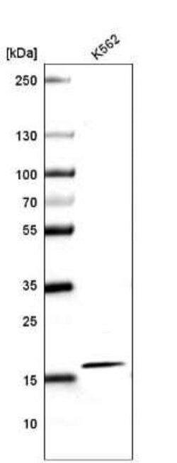 HIST1H2AG Antibody (CL5039), Novus Biologicals 100&mu;L:Antibodies, Monoclonal