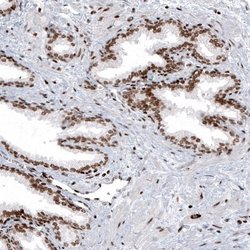 HIST1H2AG Antibody (CL5041), Novus Biologicals:Antibodies:Primary Antibodies