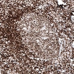 HIST1H2AG Antibody (CL5041), Novus Biologicals:Antibodies:Primary Antibodies