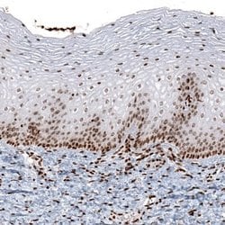 HIST1H2AG Antibody (CL5041), Novus Biologicals:Antibodies:Primary Antibodies