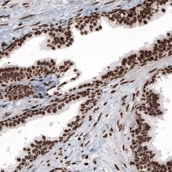 HIST1H2BC Antibody (CL5048), Novus Biologicals:Antibodies:Primary Antibodies