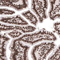 HIST1H2BC Antibody (CL5048), Novus Biologicals:Antibodies:Primary Antibodies