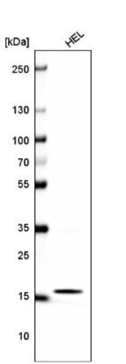 HIST1H2BC Antibody (CL5048), Novus Biologicals:Antibodies:Primary Antibodies