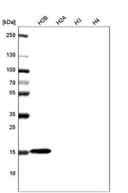 HIST1H2BC Antibody (CL5048), Novus Biologicals:Antibodies:Primary Antibodies