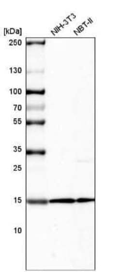 HIST1H2BC Antibody (CL5101), Novus Biologicals 25 &mu;L:Antibodies, Monoclonal