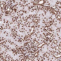 HIST1H2BD Antibody, Novus Biologicals 25 &mu;L, Unconjugated:Antibodies,