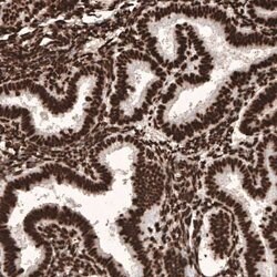 HIST1H3A Antibody (CL4967), Novus Biologicals:Antibodies:Primary Antibodies