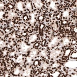 HIST1H3A Antibody (CL4967), Novus Biologicals:Antibodies:Primary Antibodies