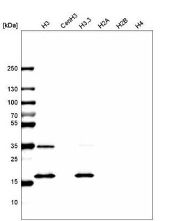 HIST1H3A Antibody (CL4967), Novus Biologicals:Antibodies:Primary Antibodies