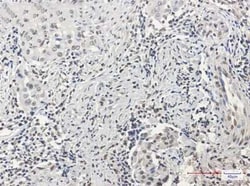 HIST1H3A Rabbit anti-Human, Mouse, Rat, Clone: S06-4I8, Novus Biologicals