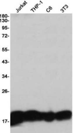 HIST1H3A Rabbit anti-Human, Mouse, Rat, Clone: S06-4I8, Novus Biologicals