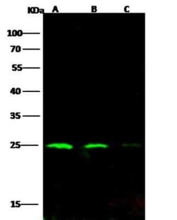 HIV-1 Gag p24 Antibody, Novus Biologicals:Antibodies:Primary Antibodies