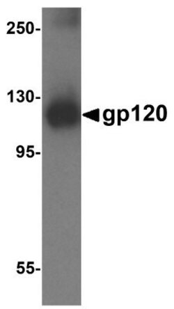 HIV-1 gp120 Antibody - BSA Free, Novus Biologicals 0.1 mg; Unconjugated:Antibodies,