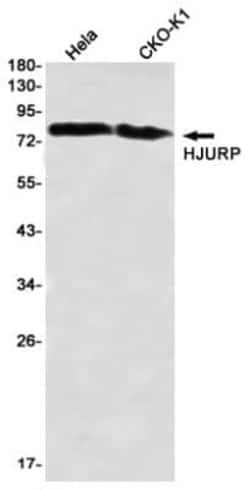 HJURP Antibody (S08-4B7), Novus Biologicals 50 &mu;g; Unconjugated:Anticuerpos