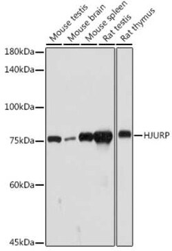 HJURP Rabbit anti-Mouse, Rat, Polyclonal, Novus Biologicals 20 &mu;g; Unconjugated:Antibodies,