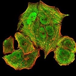 HLA B Antibody (2G7B10) - BSA Free, Novus Biologicals:Antibodies:Primary