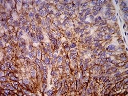 HLA B Antibody (2G7B10) - BSA Free, Novus Biologicals:Antibodies:Primary
