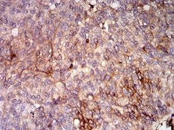HLA B Antibody (2G7B10) - BSA Free, Novus Biologicals:Antibodies:Primary