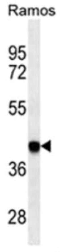 HLA B Mouse anti-Human, Clone: 7G7F9, Novus Biologicals 0.025 mL; Unconjugated:Antibodies,