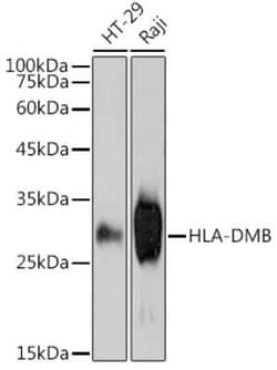 HLA DMB Rabbit anti-Human, Clone: 3C2X4, Novus Biologicals 100 &mu;g | Buy Online | Novus Biologicals | Fisher Scientific