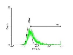 HLA DQB1 Antibody, Novus Biologicals 0.05 mg | Buy Online | Novus Biologicals | Fisher Scientific