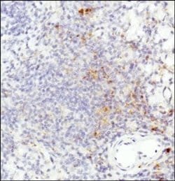 HLA-DR Antibody (L243) - Azide and BSA Free, Novus Biologicals 0.1 mL;