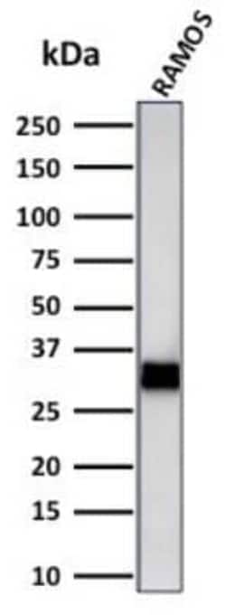 HLA DRB1 Antibody (LN-3 + HLA-DRB/1067), Novus Biologicals 0.02mg; Unlabeled:Antibodies,