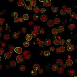 HLA DRB1 Antibody (SPM289), Novus Biologicals:Antibodies:Primary Antibodies