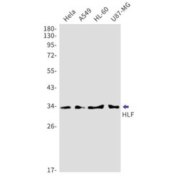 HLF Antibody (S02-4B7), Novus Biologicals:Antibodies:Primary Antibodies